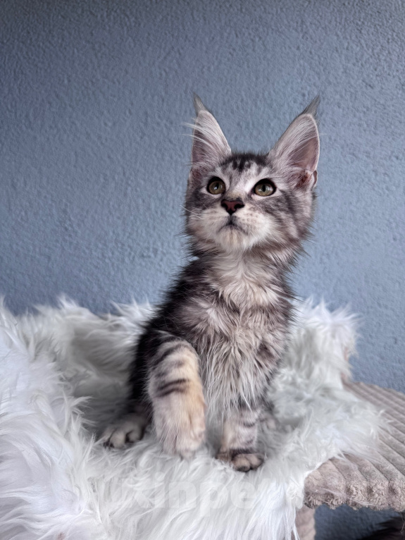 Кошки в Кудрово: Мейн-Кун котенок мальчик Мальчик, Бесплатно - фото 1