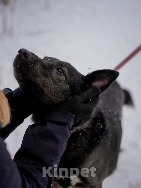 Собаки в Королеве: Аля ищет дом Девочка, Бесплатно - фото 2