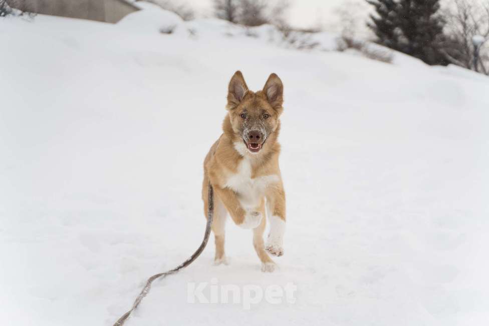 Собаки в Екатеринбурге: Филя ищёт дом! Мальчик, Бесплатно - фото 5