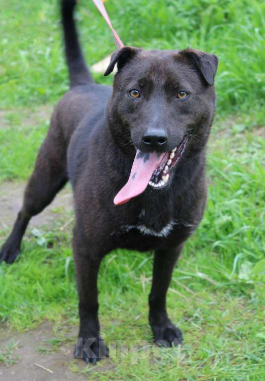 Собаки в Санкт-Петербурге: Небольшая необычная собака ищет дом Девочка, Бесплатно - фото 4