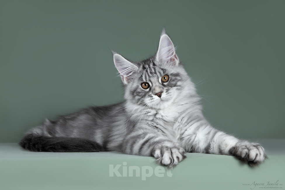 Кошки в Видном: Мейн-кун котенок булочка Ася Девочка, 50 000 руб. - фото 5