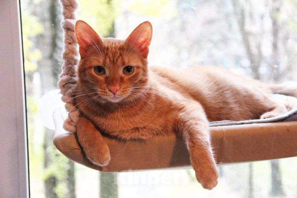 Кошки в Москве: кот Руди ищет дом Мальчик, Бесплатно - фото 8