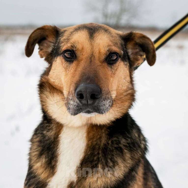 Собаки в Москве: Удивительно красивые и такие грустные глаза...Рио. Мальчик, Бесплатно - фото 3