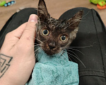 Кошки в Химках: Котенок девочка Девочка, Бесплатно - фото 4