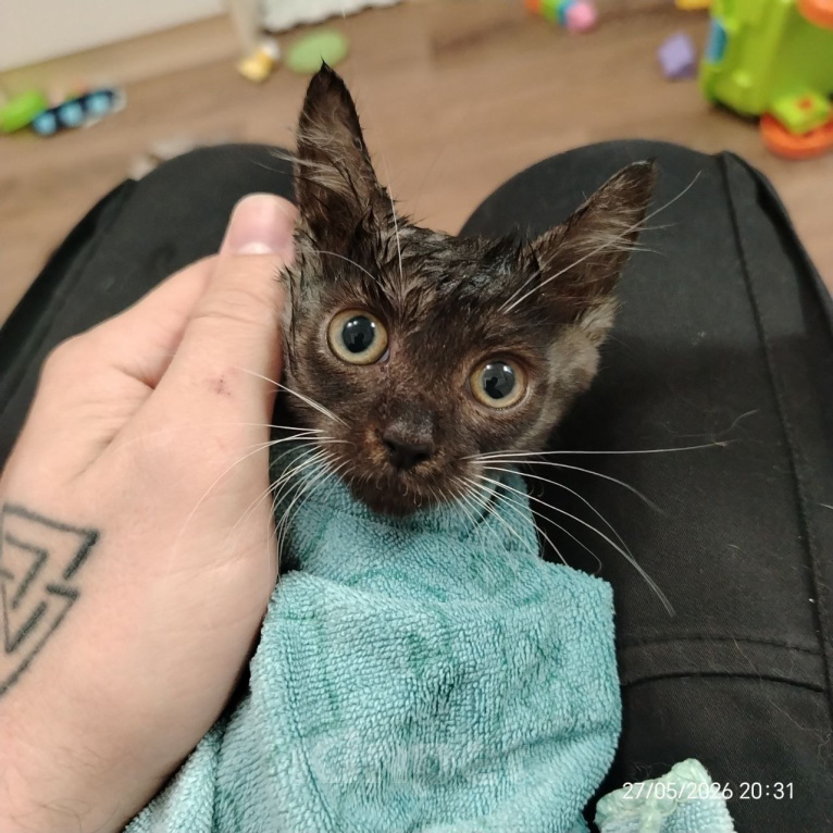 Кошки в Химках: Котенок девочка Девочка, Бесплатно - фото 4