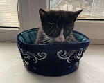 Кошки в Ростове-на-Дону: ✨Отдаю котенка в чистые руки🗿✨ Девочка, 100 руб. - фото 2
