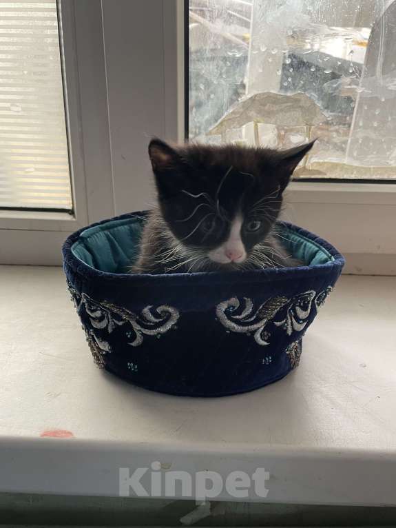 Кошки в Ростове-на-Дону: ✨Отдаю котенка в чистые руки🗿✨ Девочка, 100 руб. - фото 2