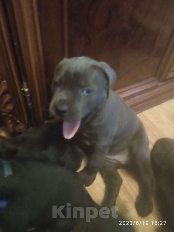 Собаки в Таганроге: Кане Корсо голубая девочка Девочка, 30 000 руб. - фото 3