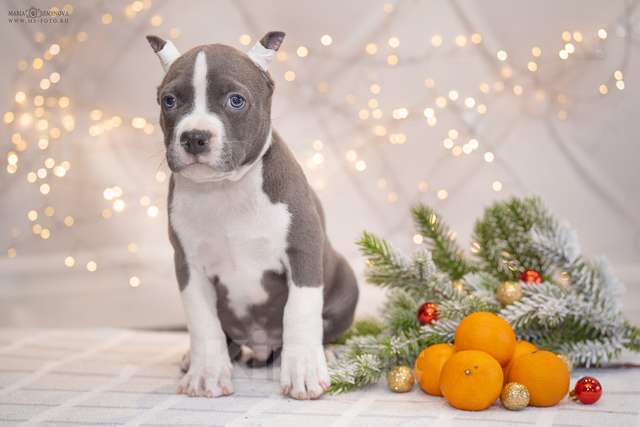 Собаки в Москве: Голубые щенки амстаффа из питомника Мальчик, 100 000 руб. - фото 5
