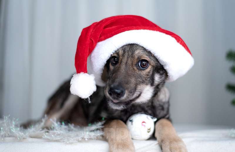 Собаки в Москве: Щенки метисы овчарки в добрые руки Мальчик, Бесплатно - фото 4
