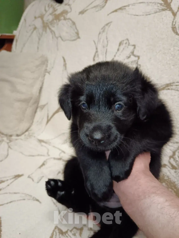 Собаки в Красногорске: Щеночки 1 месяц начинают искать дома Мальчик, Бесплатно - фото 1