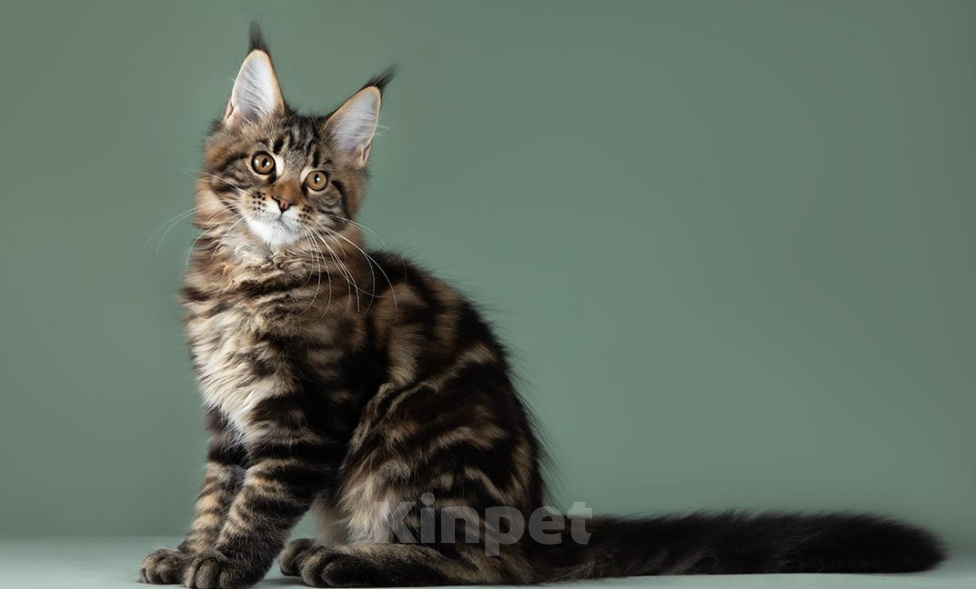 Кошки в Видном: Она тигровая, куняша клёвая! Девочка, 50 000 руб. - фото 4