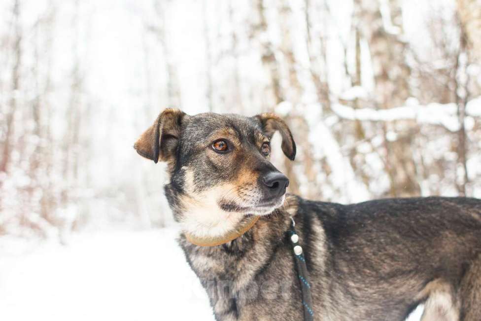 Собаки в Москве: Хильда Девочка, Бесплатно - фото 12