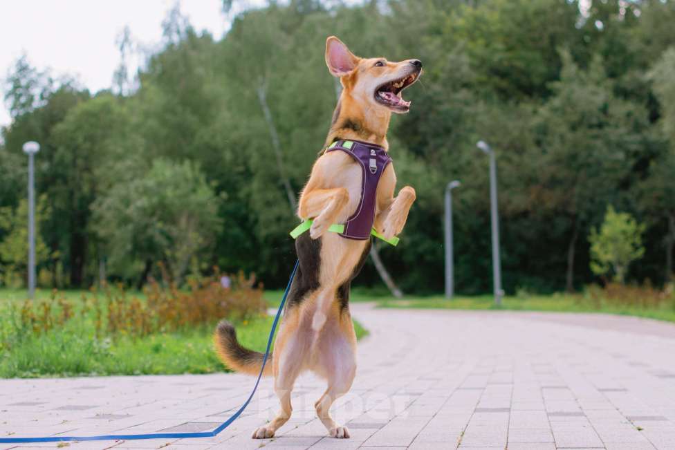 Собаки в Москве: Рэм ищет дом Мальчик, Бесплатно - фото 8