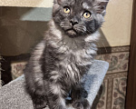 Кошки в Петергофе: Девулечка куночка  Девочка, 50 000 руб. - фото 2