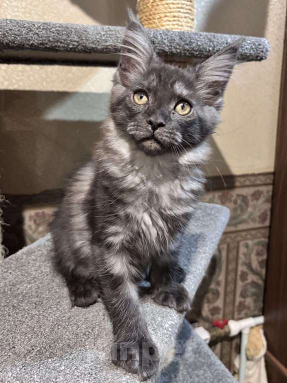 Кошки в Петергофе: Девулечка куночка  Девочка, 50 000 руб. - фото 2