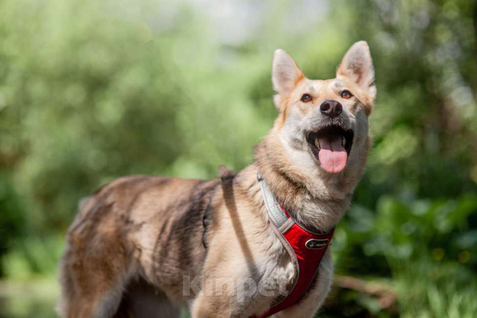 Собаки в Москве: Мёбиус Девочка, Бесплатно - фото 2