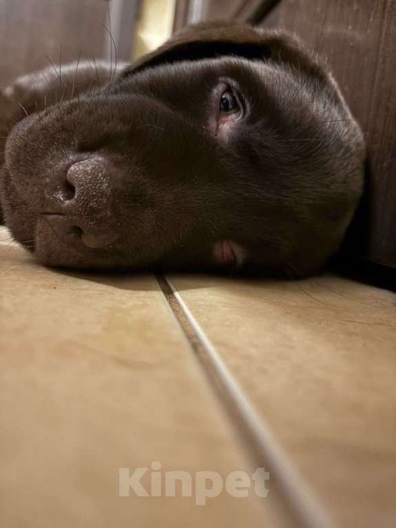 Собаки в Люберцах: ЭЛИТНЫЙ ЩЕНОК ЛАБРАДОРА- РЕТРИВЕРА, ШОКОЛАДНОГО ОКРАСА Девочка, 100 000 руб. - фото 10