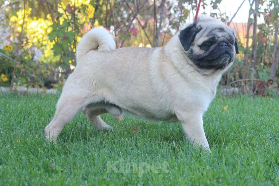 Собаки в Волгограде: Щенки мопс  Девочка, 25 000 руб. - фото 1