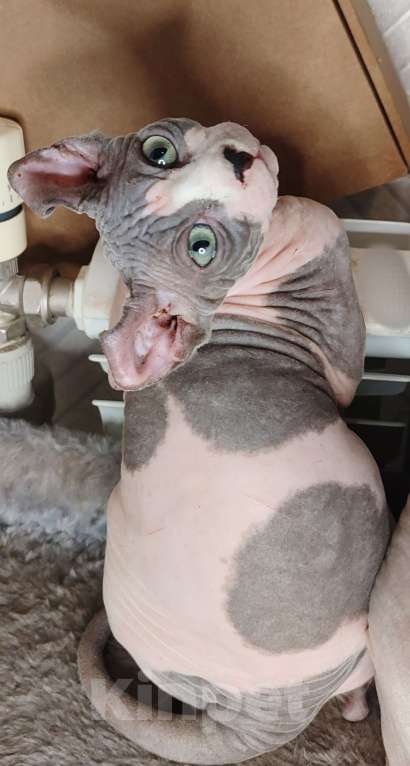 Кошки в других городах Краснодарского края: Канадский сфинкс, эльф. Самая прилипучая- обнимучая девочка. Девочка, 35 000 руб. - фото 6