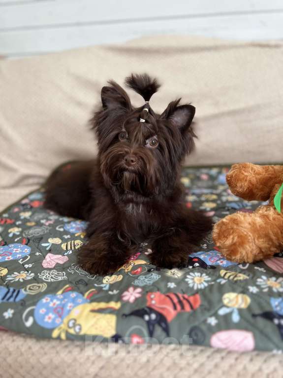 Собаки в Санкт-Петербурге: Девочка шоко йорка в любимцы Девочка, 35 000 руб. - фото 6