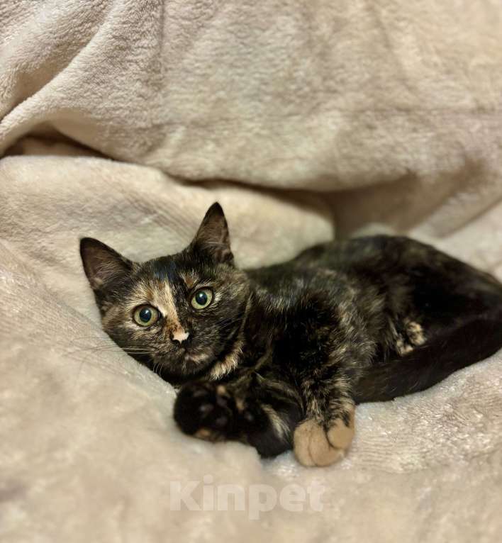 Кошки в Жуковском: Котенок очаровательная «черепашка» Девочка, Бесплатно - фото 7