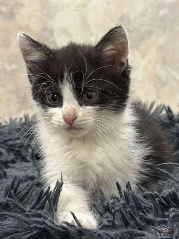 Кошки в Москве: Красивая 2 мес малышка Шаня в добрые руки! Девочка, Бесплатно - фото 7