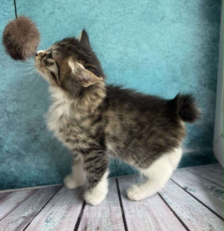 Кошки в Амурске: Курильский бобтейл Агата Девочка, 35 000 руб. - фото 2