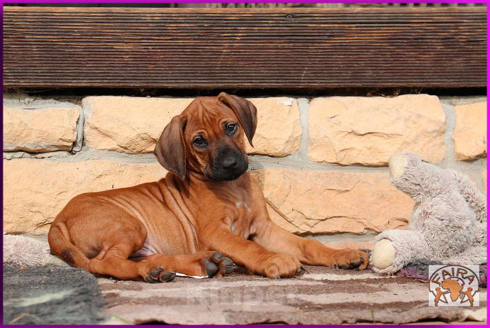 Собаки в Москве: Щенки родезийского риджбека Девочка, 50 000 руб. - фото 6