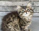 Кошки в Перми: Сибирская кошечка Девочка, Бесплатно - фото 5