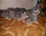 Кошки в Майкопе: Ждём кошечку в гости, 1 000 руб. - фото 4