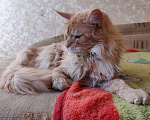Кошки в Москве: Опытный кот мейн-кун.Вязка, 5 000 руб. - фото 6