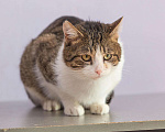 Кошки в Новохоперске: Кошки, 50 руб. - фото 1
