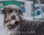 Собаки в Москве: ОЗорная принцесса Лея в поисках дома Девочка, Бесплатно - фото 1