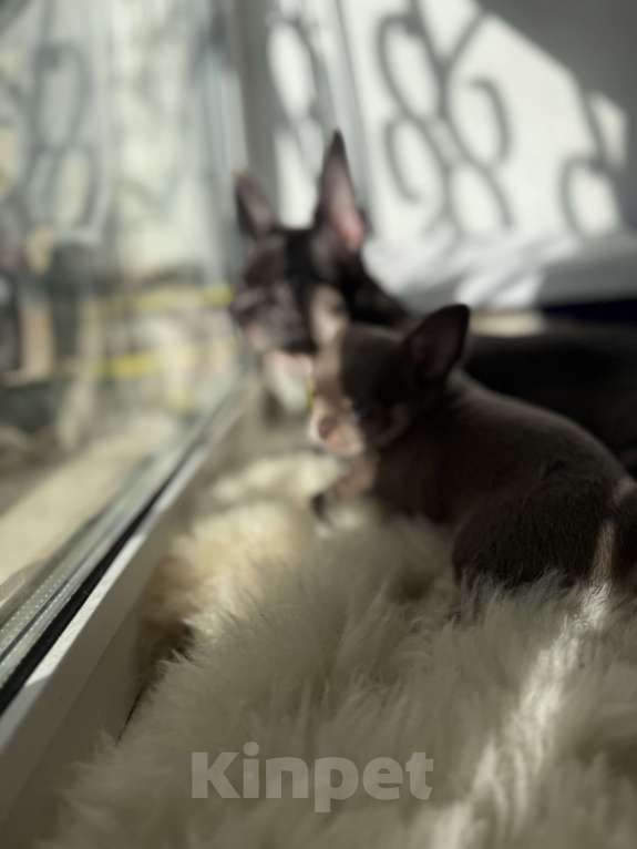 Собаки в Самаре: Мия Девочка, 40 000 руб. - фото 7