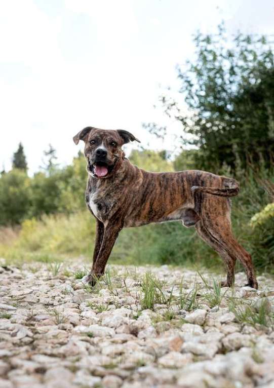Собаки в Москве: Красавец стафф Хайдеггер в добрые руки Мальчик, 1 руб. - фото 5