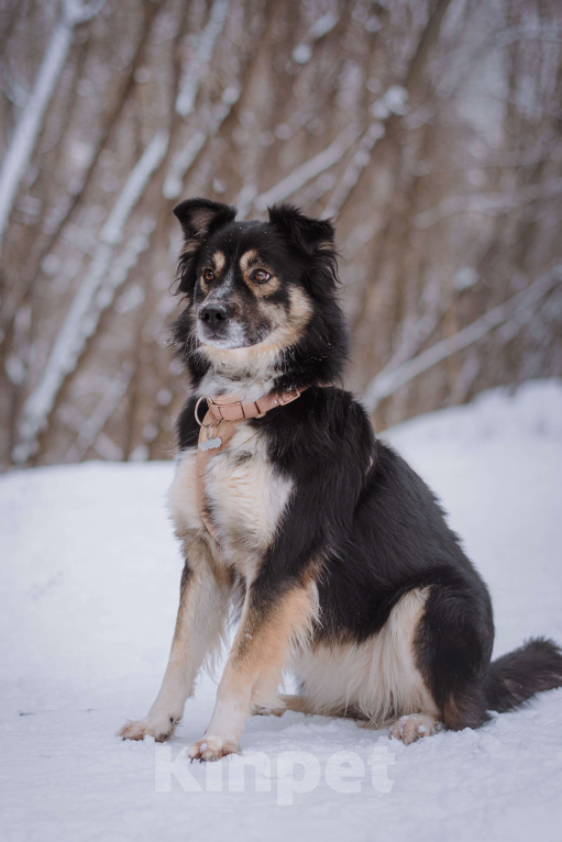 Собаки в Москве: Надя Девочка, Бесплатно - фото 6