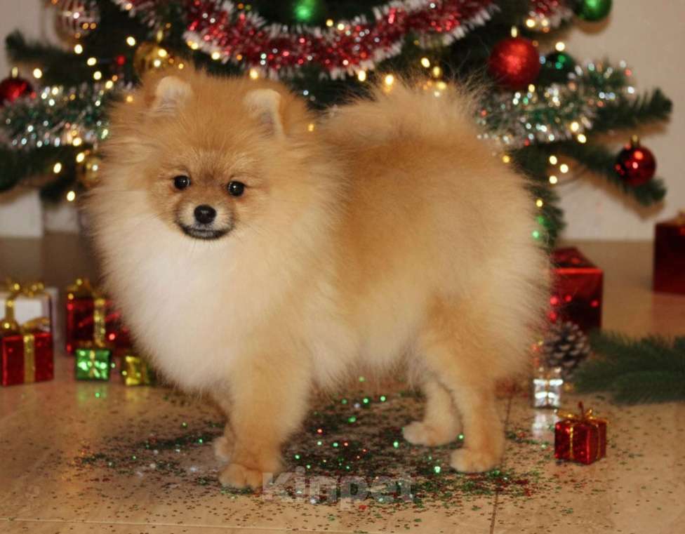 Собаки в Раменском: Мальчик шпица Царго Мальчик, 40 000 руб. - фото 3