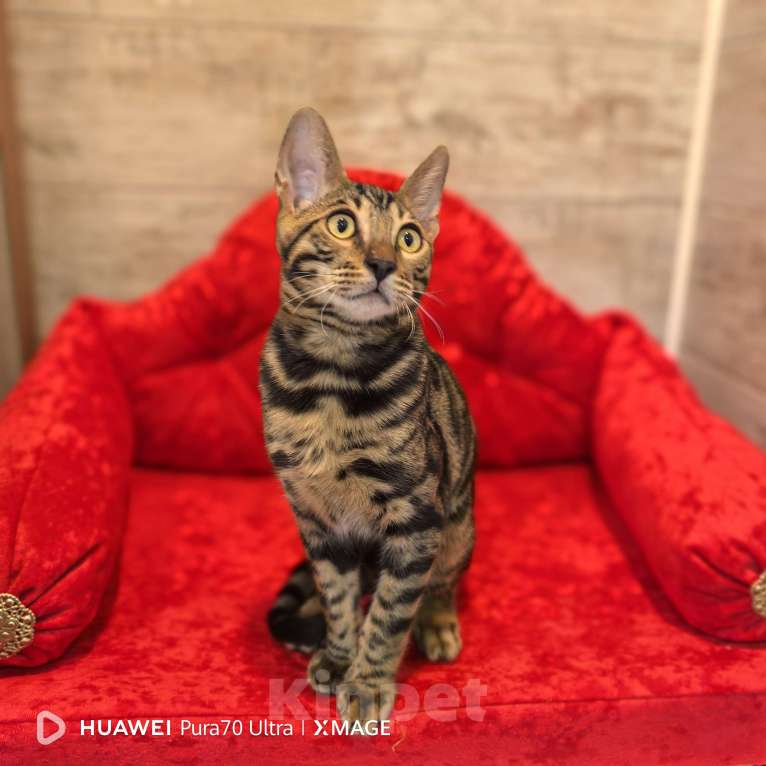 Кошки в Москве: Бенгальский котёнок Мальчик, 70 000 руб. - фото 5