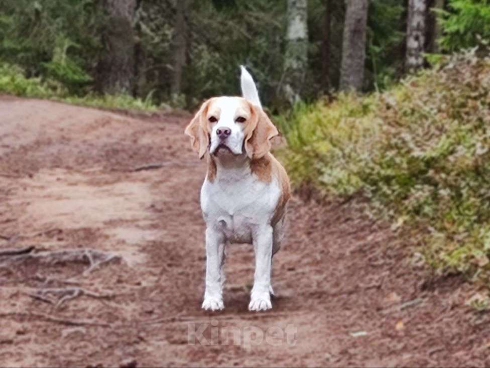 Собаки в Санкт-Петербурге: Бигль, кобель, вязка Мальчик, Бесплатно - фото 4