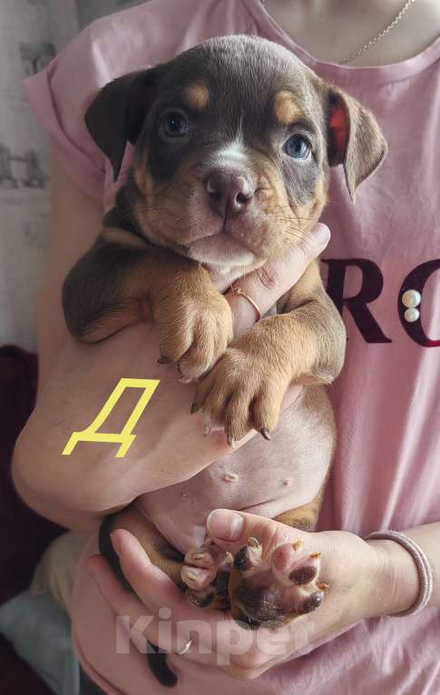 Собаки в Прокопьевске: Американский булли Девочка, 60 000 руб. - фото 3