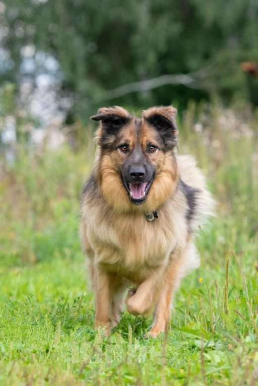 Собаки в Москве: Метис длинношерстной немецкой овчарки Миша ищет дом Мальчик, 1 руб. - фото 6