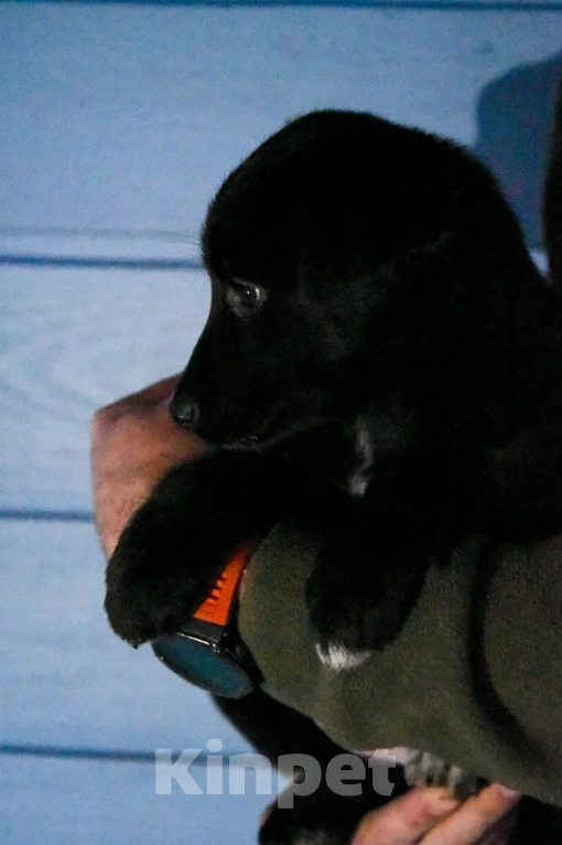 Собаки в Лосином-Петровском: Джемма малышка из Волгорада в мо Девочка, Бесплатно - фото 2