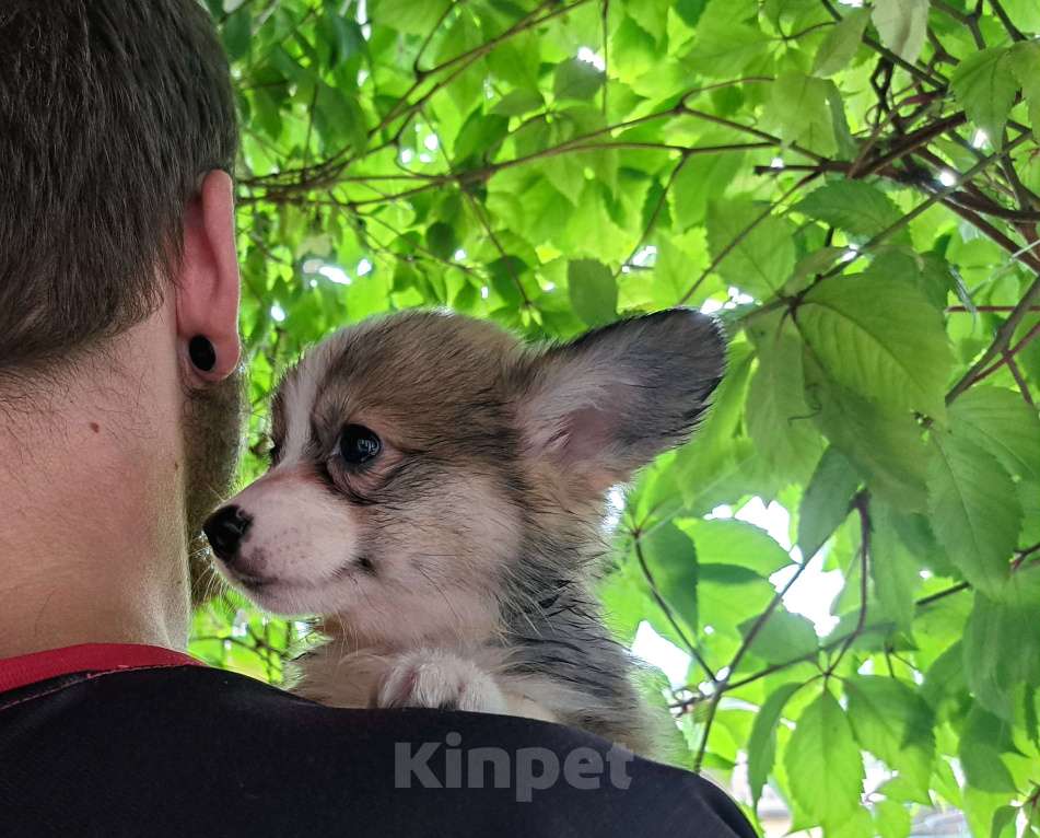 Собаки в Москве: Корги щенки  Девочка, 120 000 руб. - фото 3