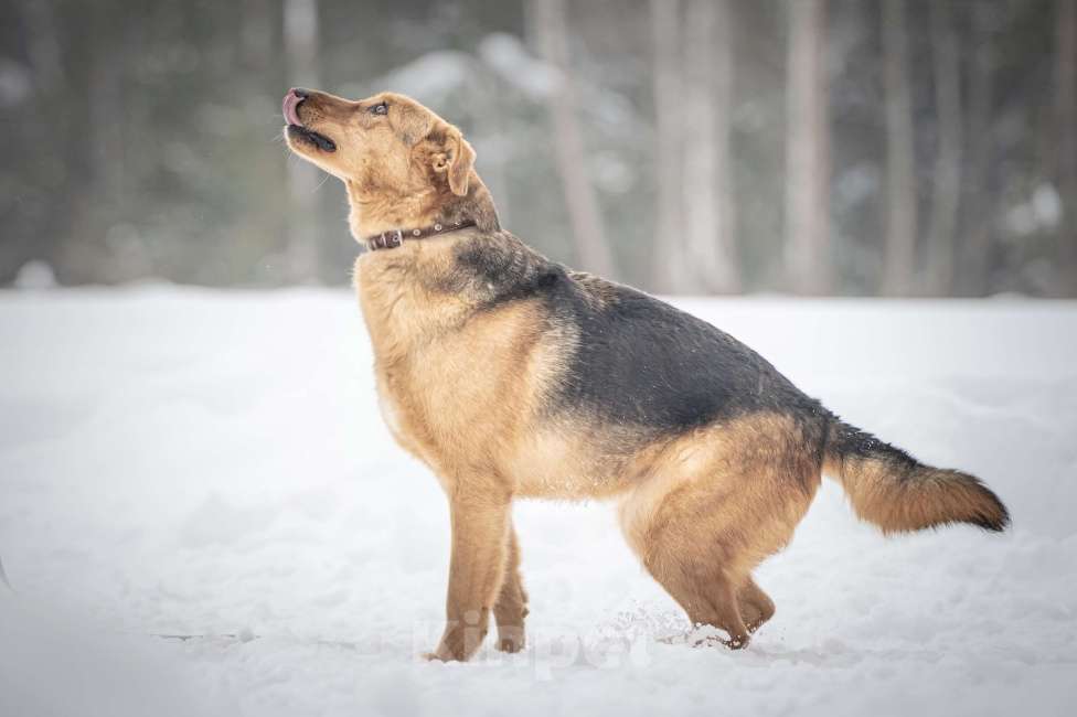 Собаки в Клине: Санни — солнечная собачка Девочка, Бесплатно - фото 4
