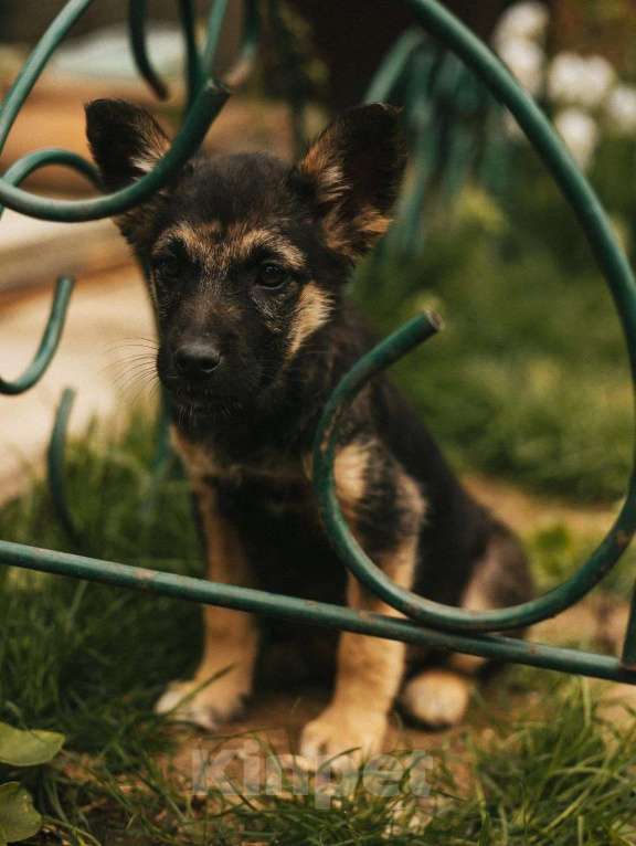 Собаки в Москве: Щеночек помесь с овчаркой Девочка, Бесплатно - фото 2