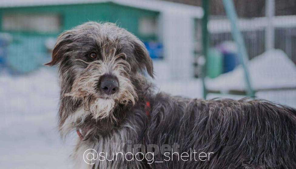 Собаки в Москве: ОЗорная принцесса Лея в поисках дома Девочка, Бесплатно - фото 1