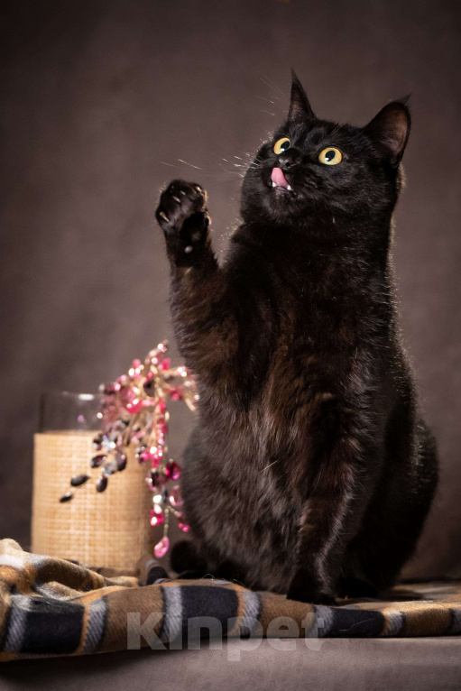 Кошки в Клине: Кэш - красавец-кот Мальчик, Бесплатно - фото 5