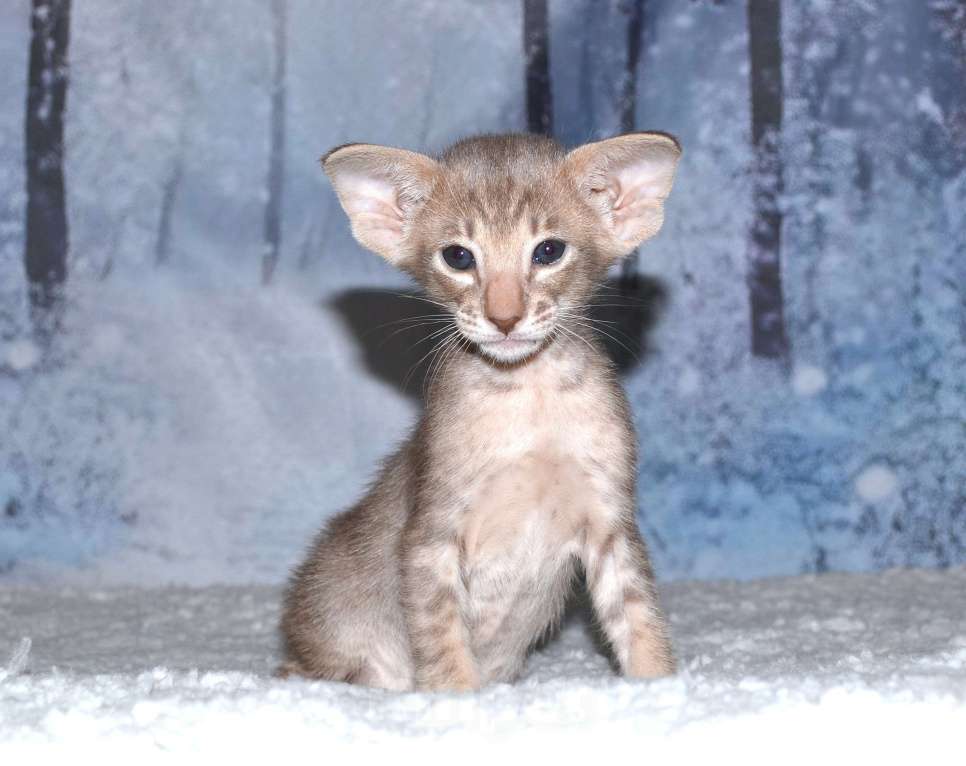 Кошки в Глазове: кот Компот Мальчик, 50 000 руб. - фото 4