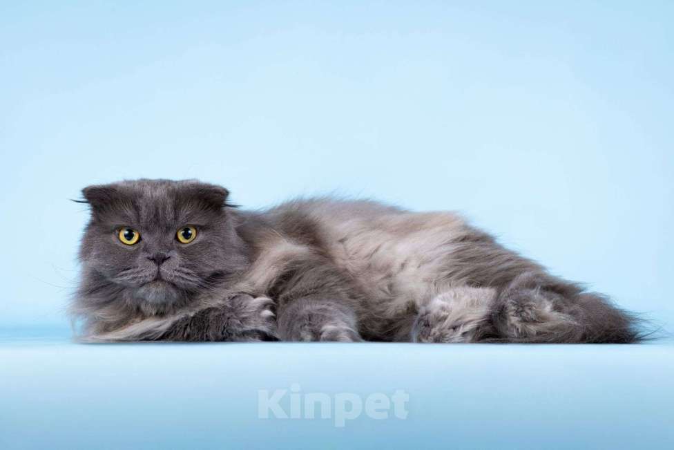 Кошки в Москве: Ласковый кот Помпон в добрые руки Мальчик, Бесплатно - фото 2